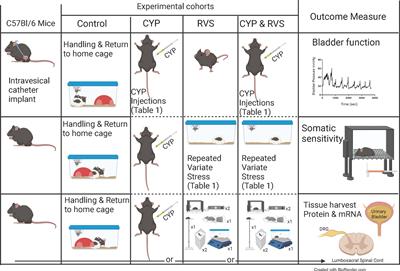 Stress-induced symptom exacerbation: Stress increases voiding frequency, somatic sensitivity, and urinary bladder inflammation when combined with low concentration cyclophosphamide treatment in mice